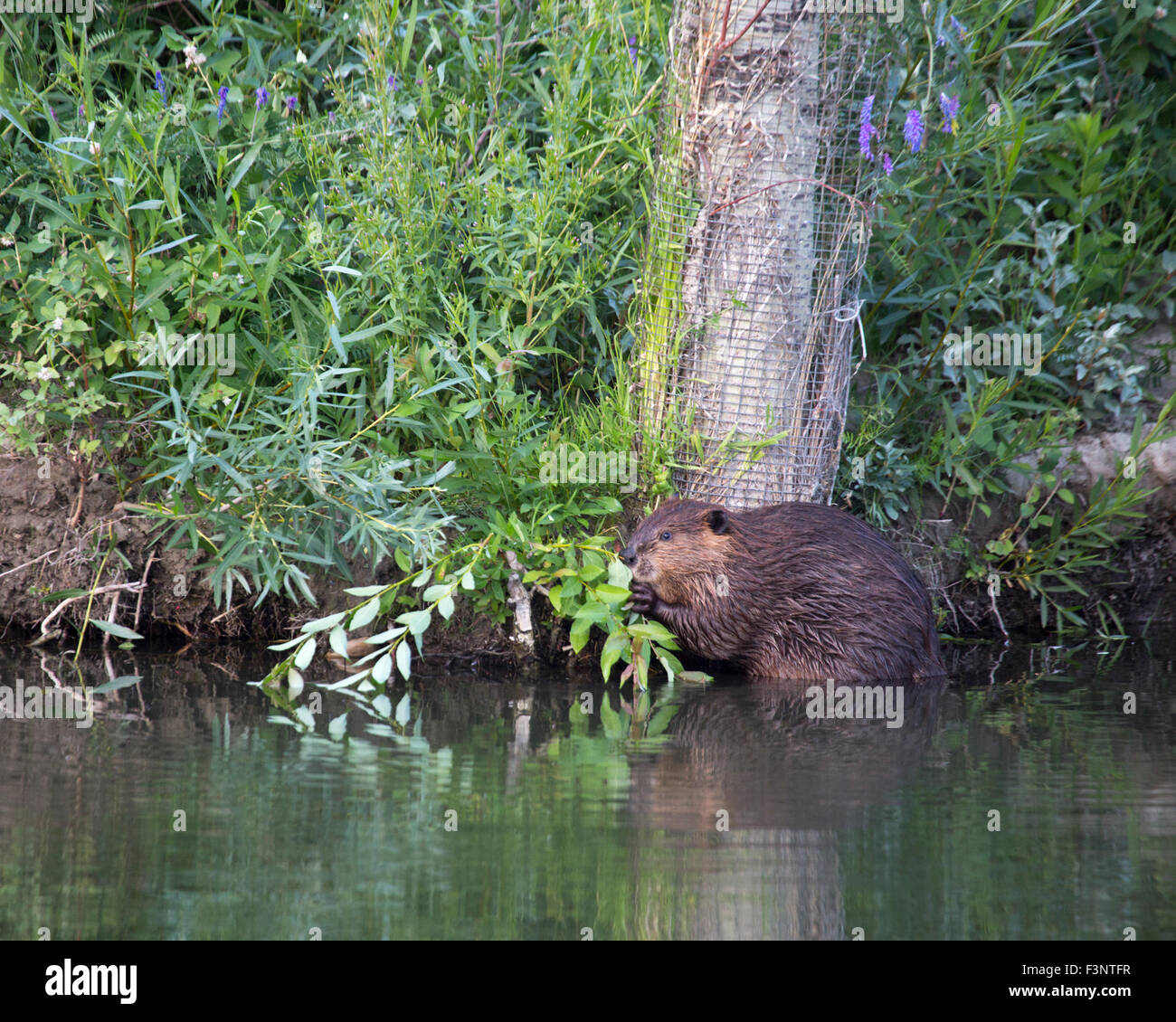 Beaver (Castor canadensis) feeding on shrub beside a Trembling Aspen tree (Populus tremuloides) wrapped in wire for protection Stock Photo