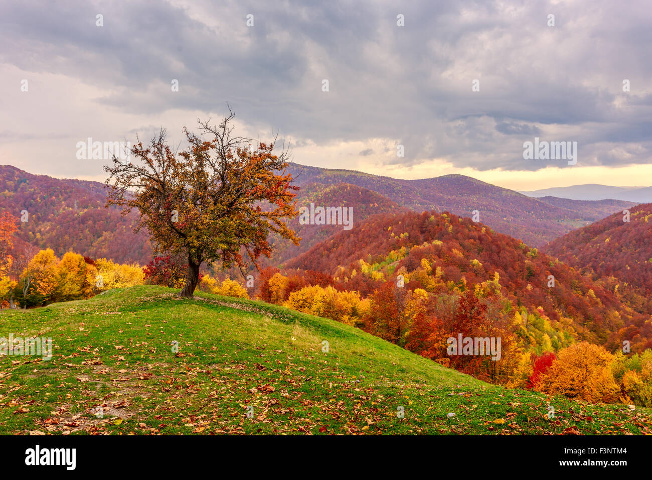 Colorful autumn landscape in the Carpathian mountains. Transylvania,Romania. Europe. Stock Photo