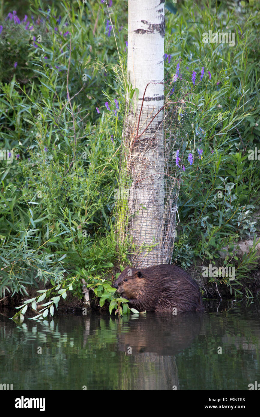 Beaver (Castor canadensis) feeding on shrub beside a Trembling Aspen tree (Populus tremuloides) wrapped in wire for protection Stock Photo