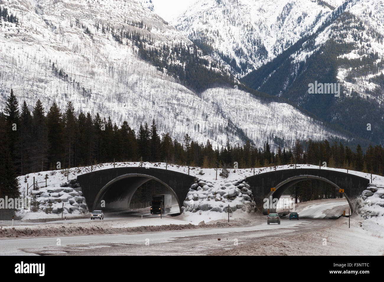 Wildlife crossing over Trans-Canada Highway to prevent wildlife-vehicle collisions Stock Photo