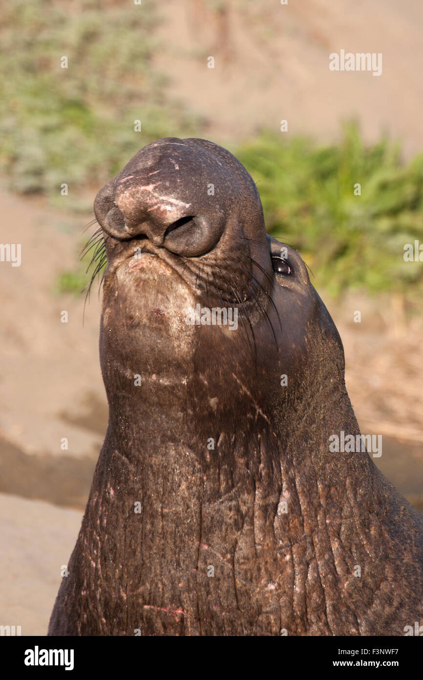 Northern Elephant Seal (Mirounga angustirostris) dominant male's nose Stock Photo