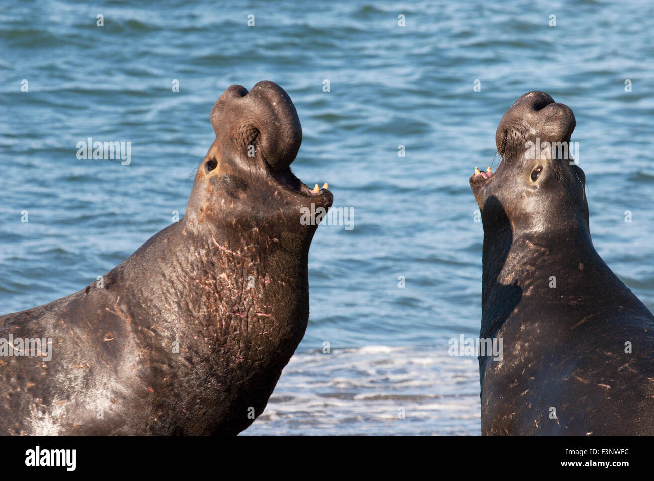 Northern Elephant Seal (Mirounga angustirostris) dominant males bellowing at each other in the Pacific Ocean. Stock Photo