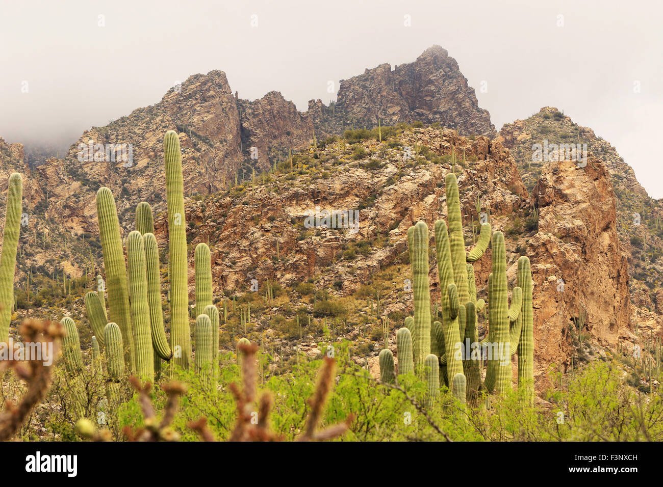 The desert in the region of sabino Canyon in Tucson, Arizona Stock