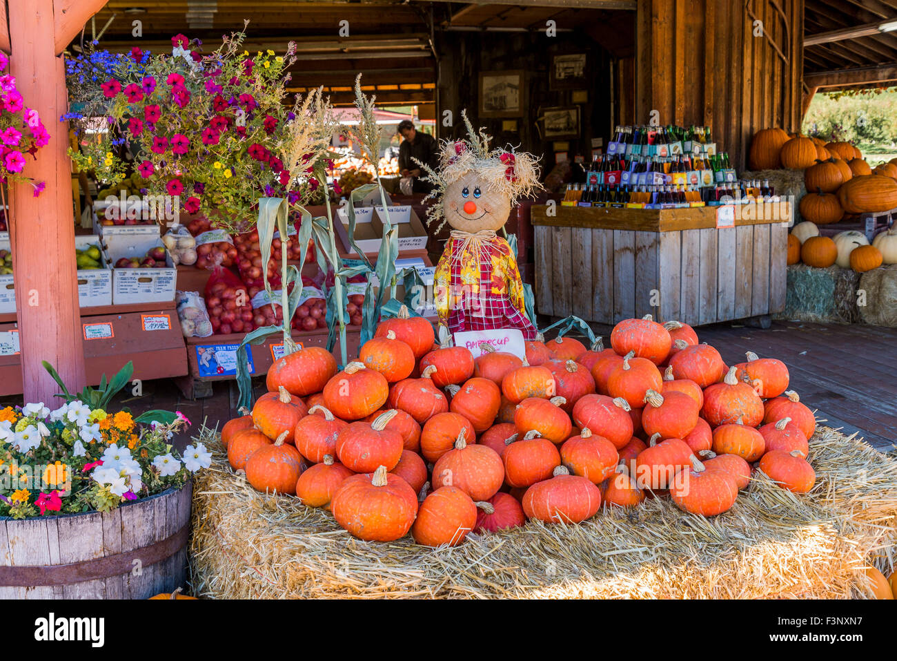 Fall display at fruit stand, Keremeos, British Columbia, Canada Stock Photo