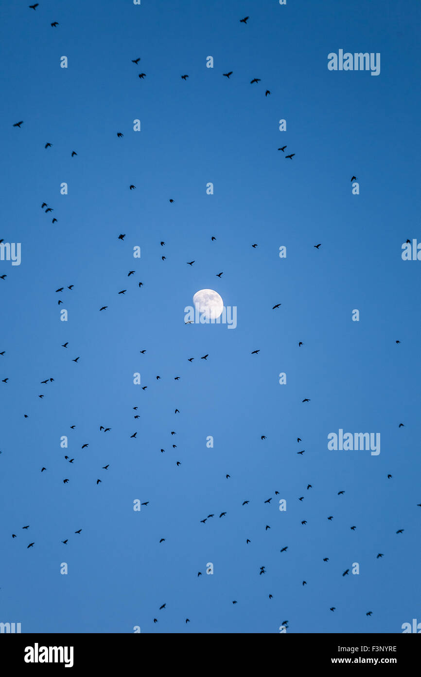 Migrating crows fly in the air with blue sky background and the moon Stock Photo