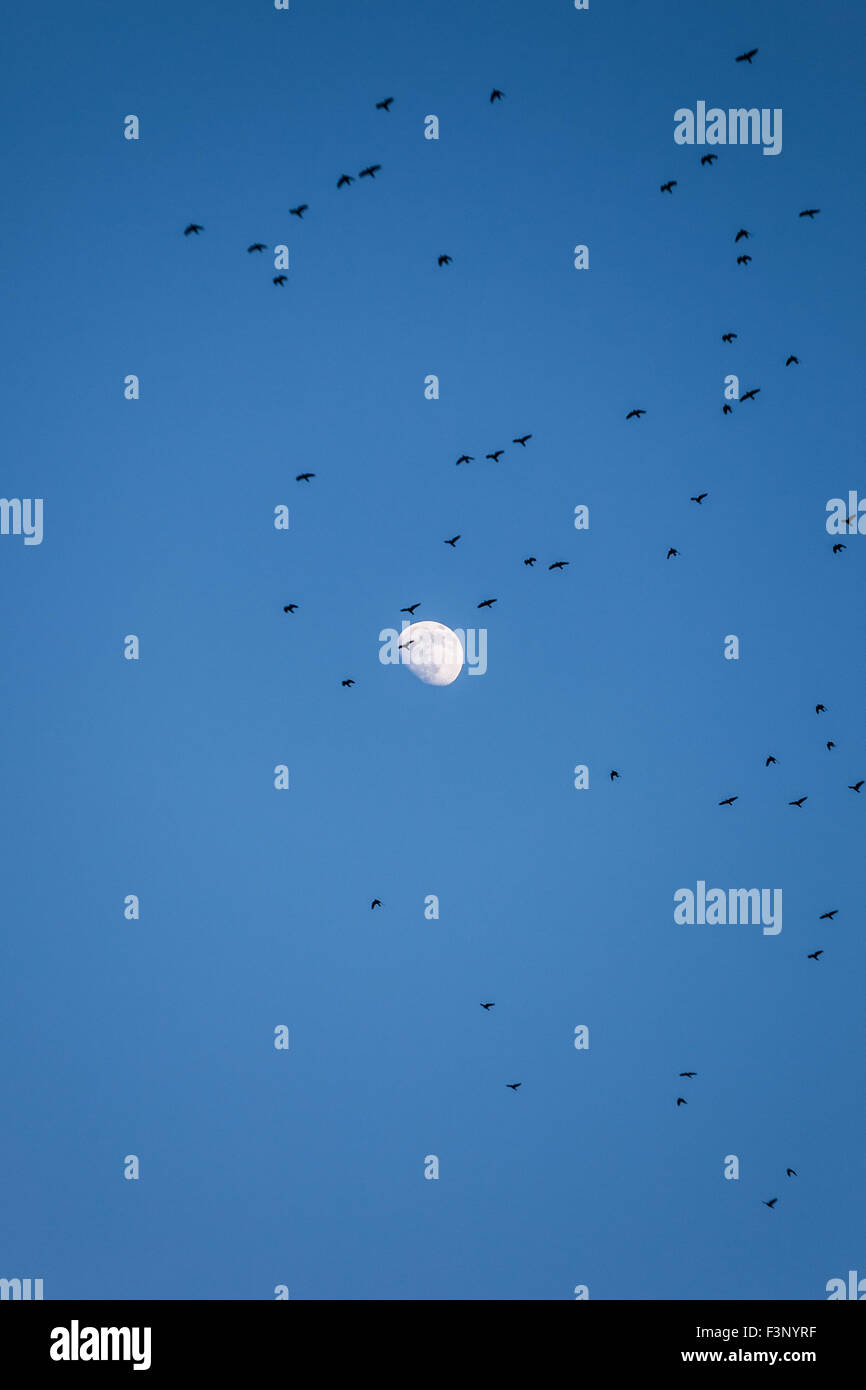 Migrating crows fly in the air with blue sky background and the moon Stock Photo