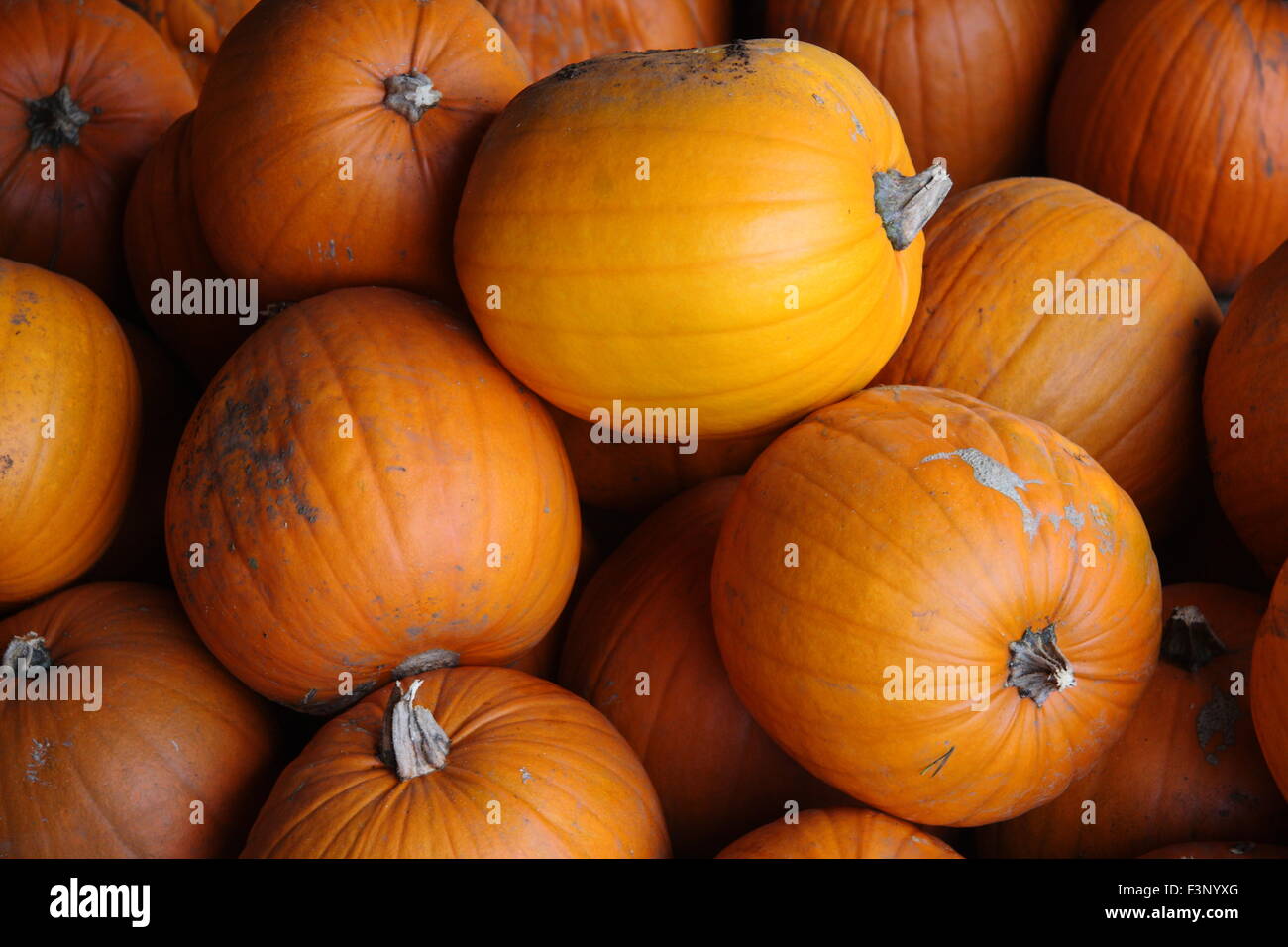 Harvested pumpkins in a farm barn, England, UK - October Stock Photo ...