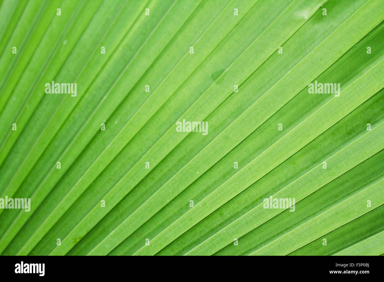 Light shade palm leaf green hi-res stock photography and images - Alamy