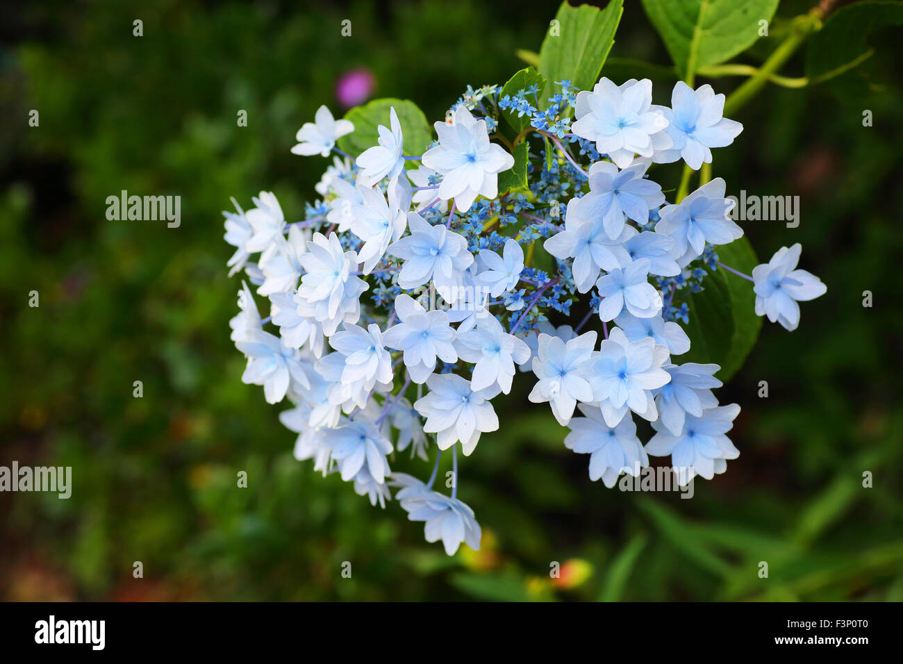 Lacecap Hydrangea (Hydrangea Macrophylla Normalis ) In Japan Stock ...