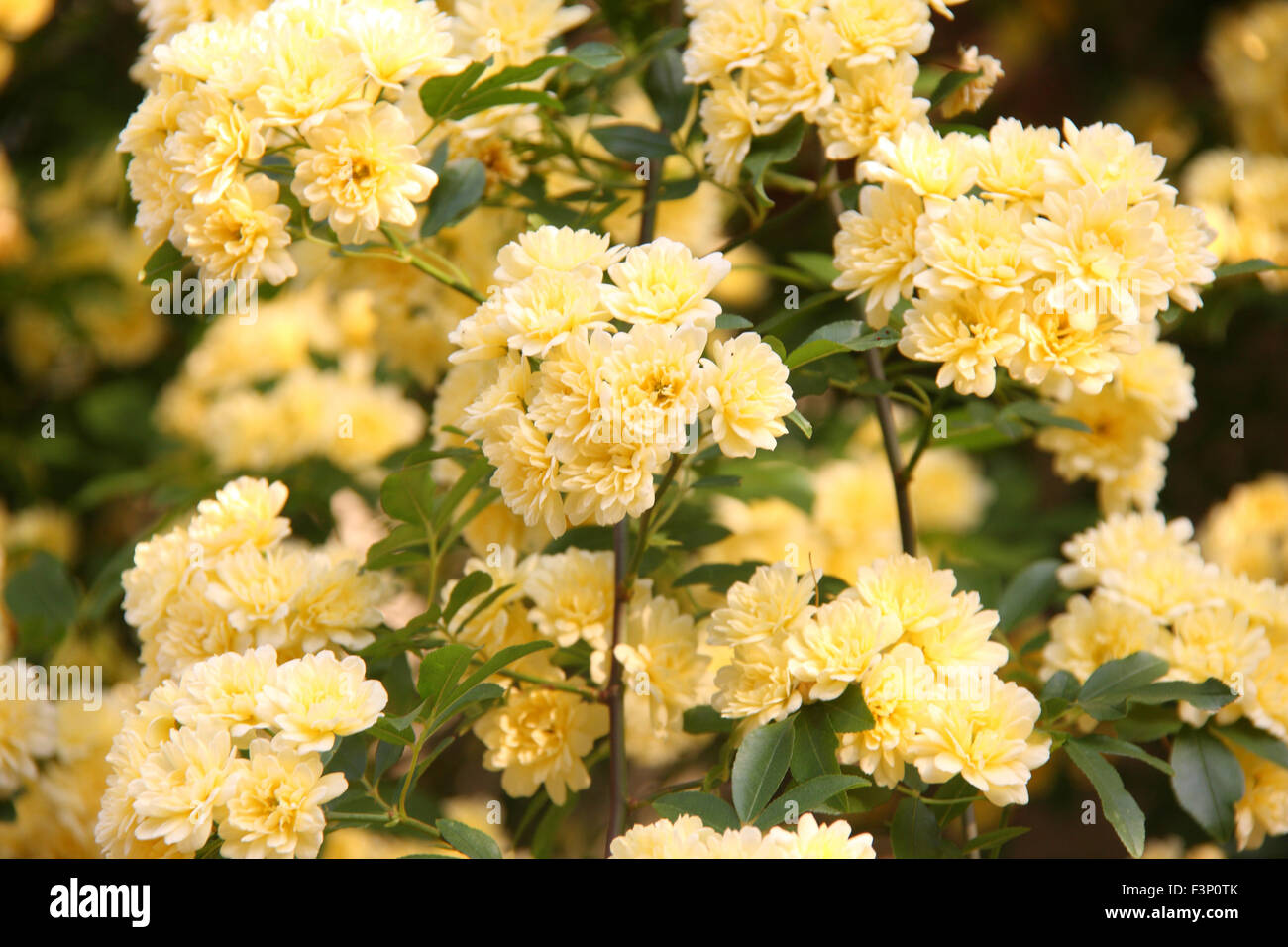 Banksia rose (Rosa banksiae Stock Photo Alamy