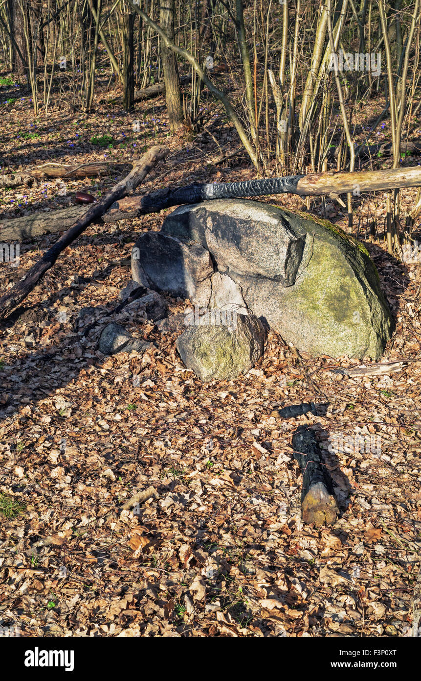 Springald With Rocks Spring forest landscape with stones Stock Photo - Alamy