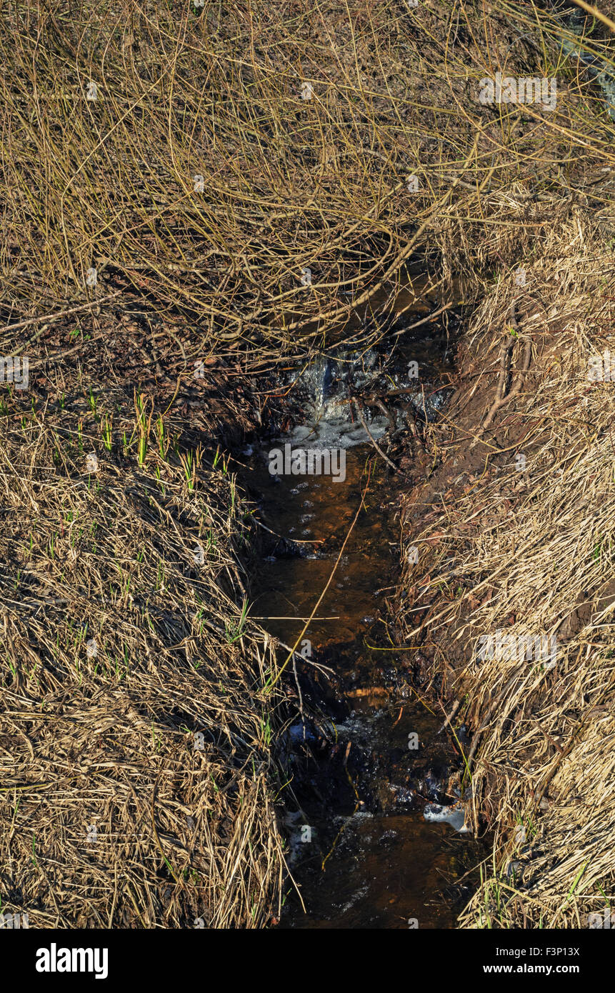 Spring forest landscape with stream Stock Photo - Alamy