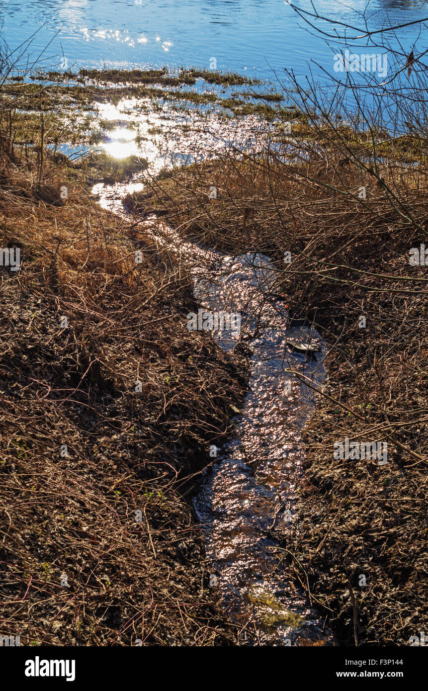 Spring forest landscape with stream Stock Photo - Alamy