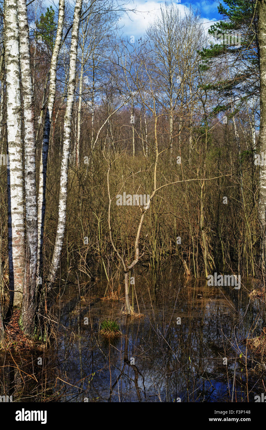 Spring forest landscape with water and birch trees Stock Photo - Alamy