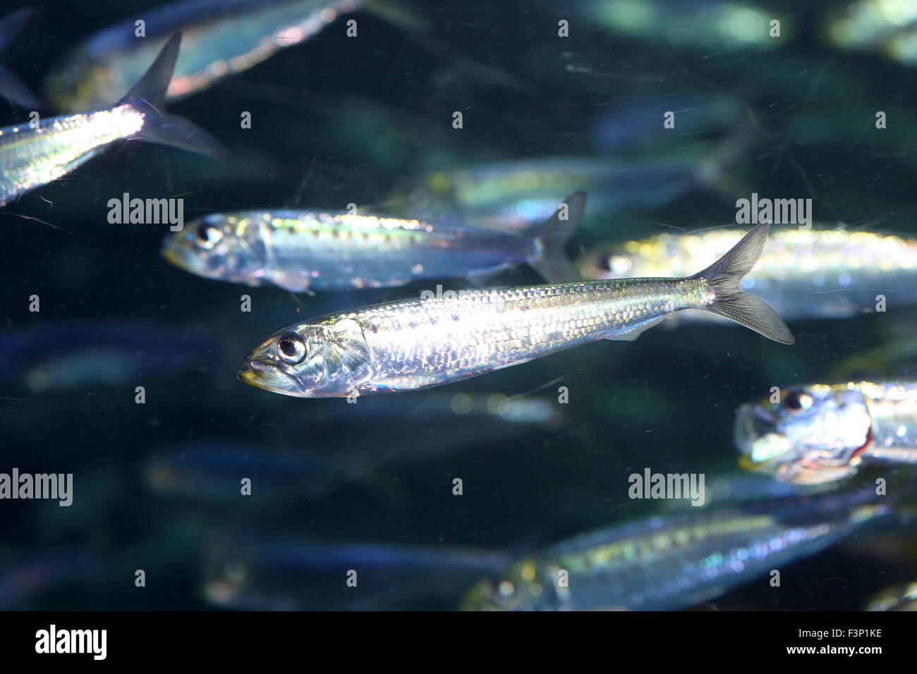 Japanese anchovy (Engraulis japonicus) in Japan Stock Photo Alamy
