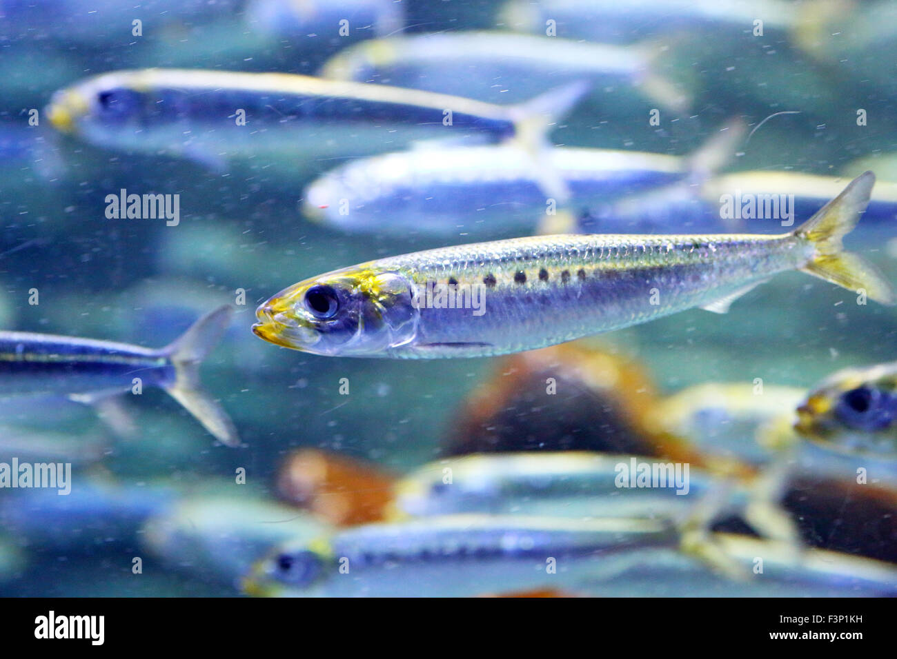 Japanese anchovy (Engraulis japonicus) in Japan Stock Photo - Alamy