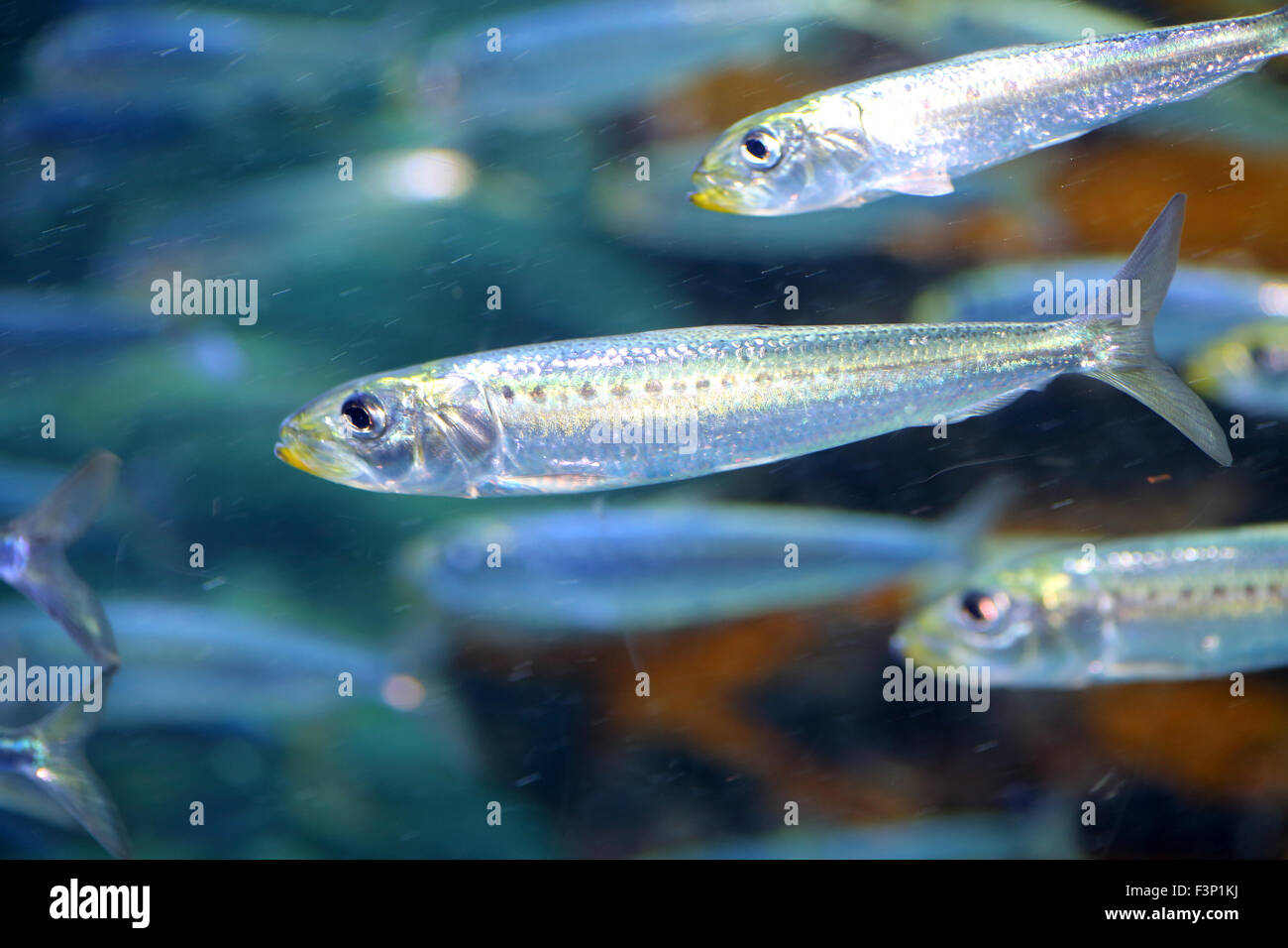 Japanese anchovy (Engraulis japonicus) in Japan Stock Photo - Alamy