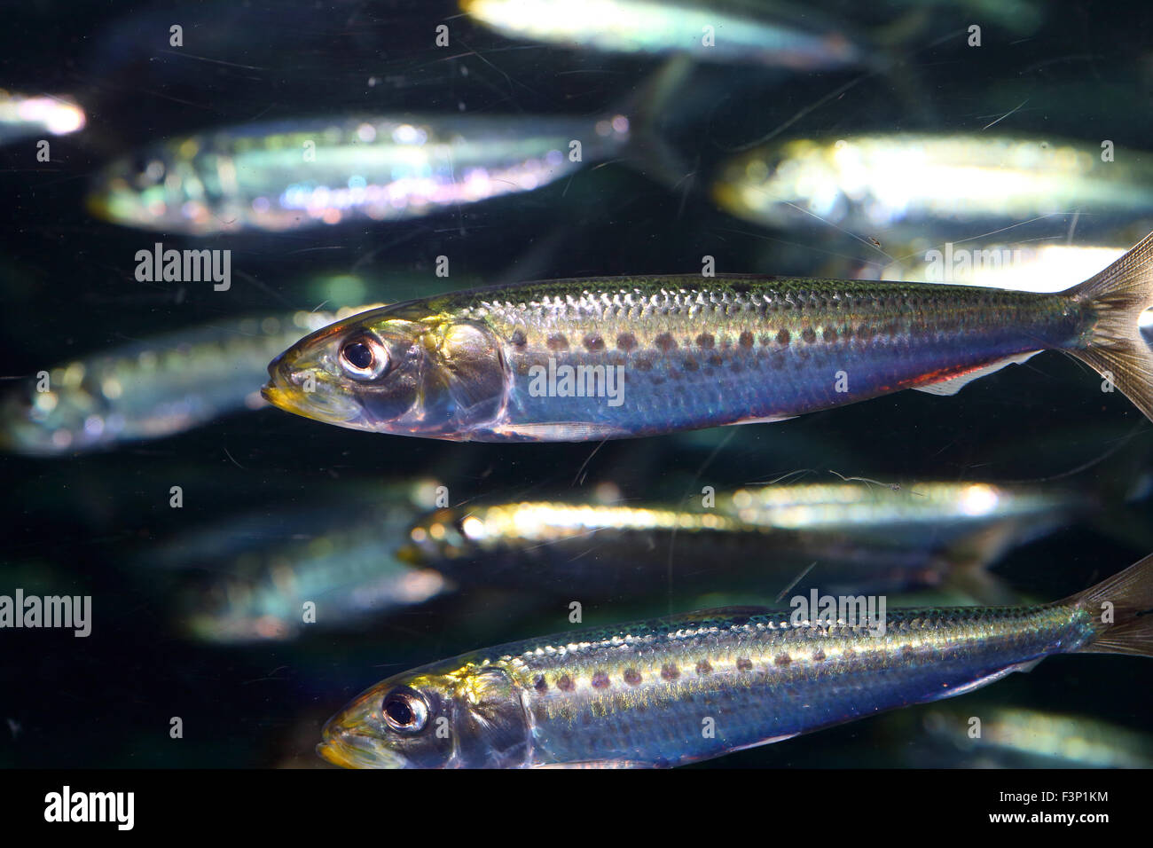 Engraulis japonicus hi-res stock photography and images - Alamy