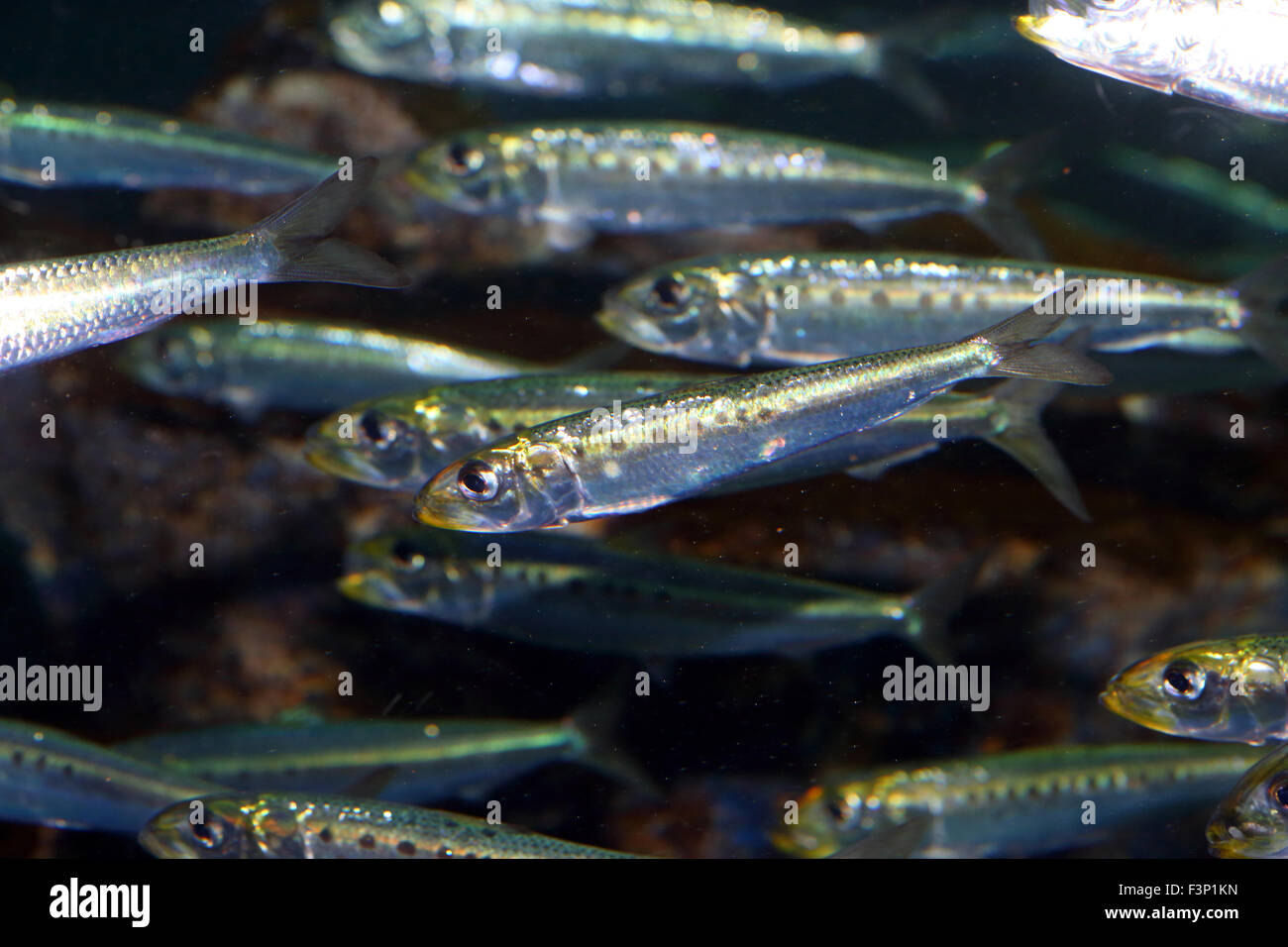 Japanese anchovy (Engraulis japonicus) in Japan Stock Photo - Alamy