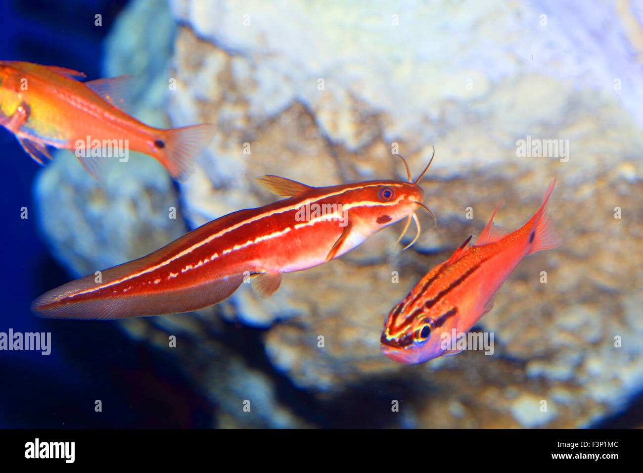 Japanese eel catfish (Plotosus japonicus) in Japan Stock Photo