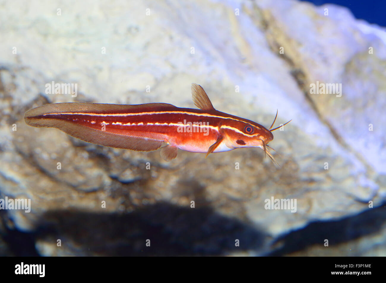 Japanese eel catfish (Plotosus japonicus) in Japan Stock Photo