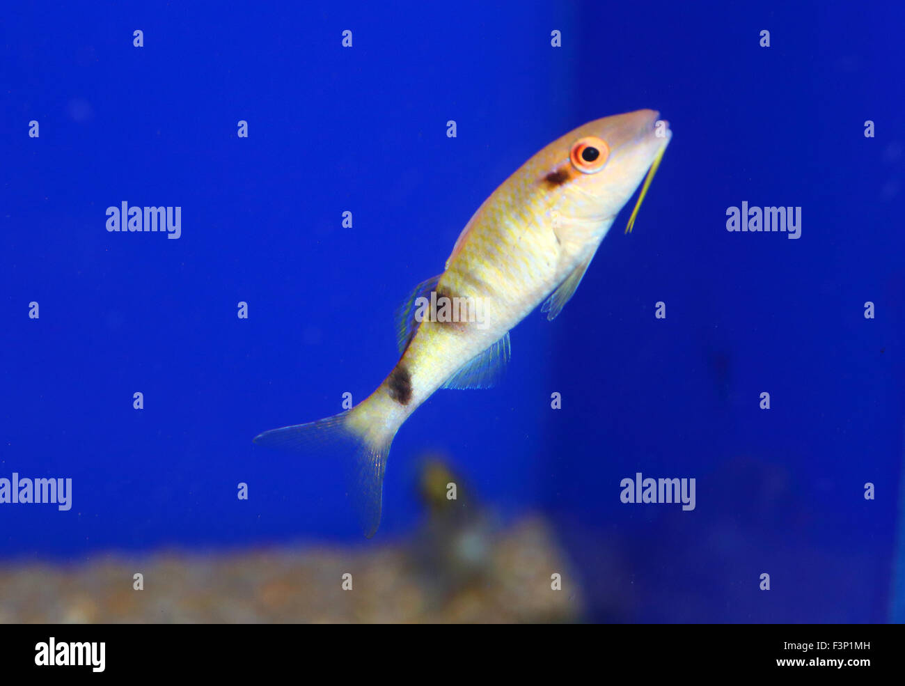 Manybar goatfish (Parupeneus multifasciatus) in Japan Stock Photo