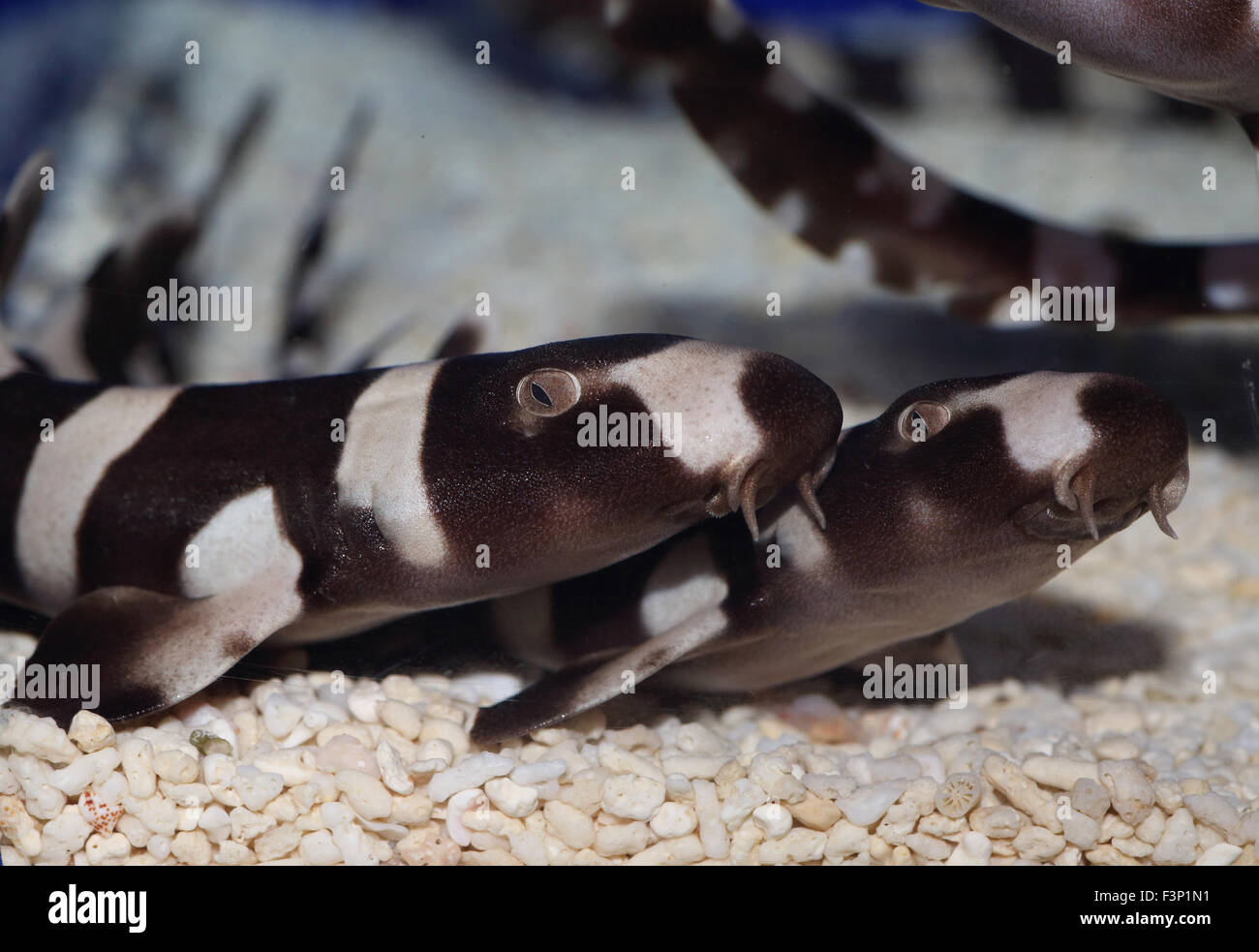 Brownbanded bamboo shark (Chiloscyllium punctatum) in Japan Stock Photo