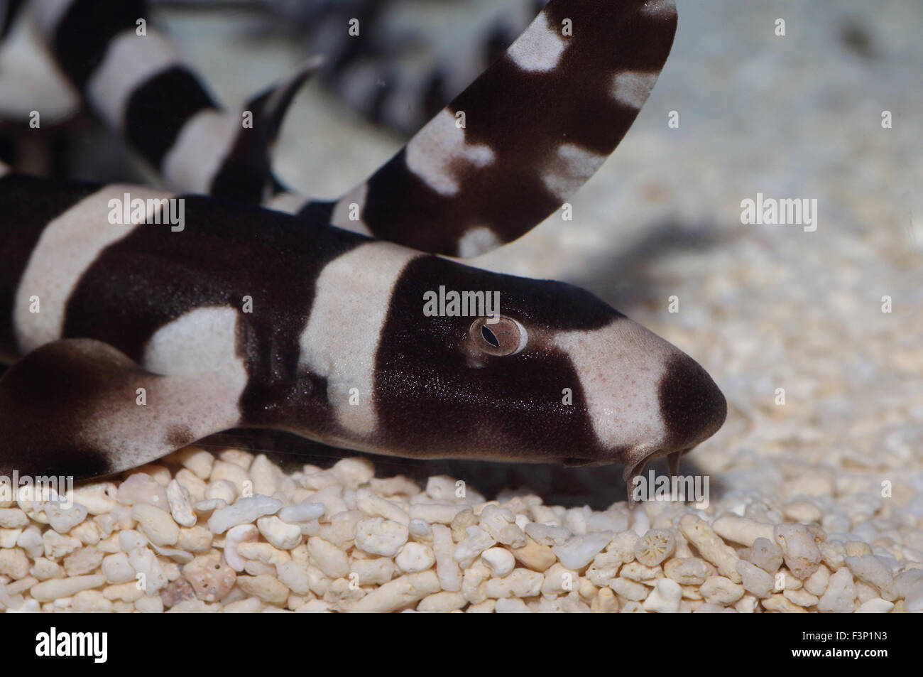 Brownbanded bamboo shark hires stock photography and images Alamy