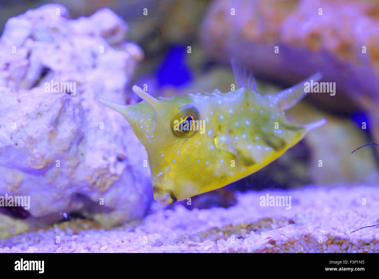Longhorn cowfish (Lactoria cornuta) in Japan Stock Photo - Alamy
