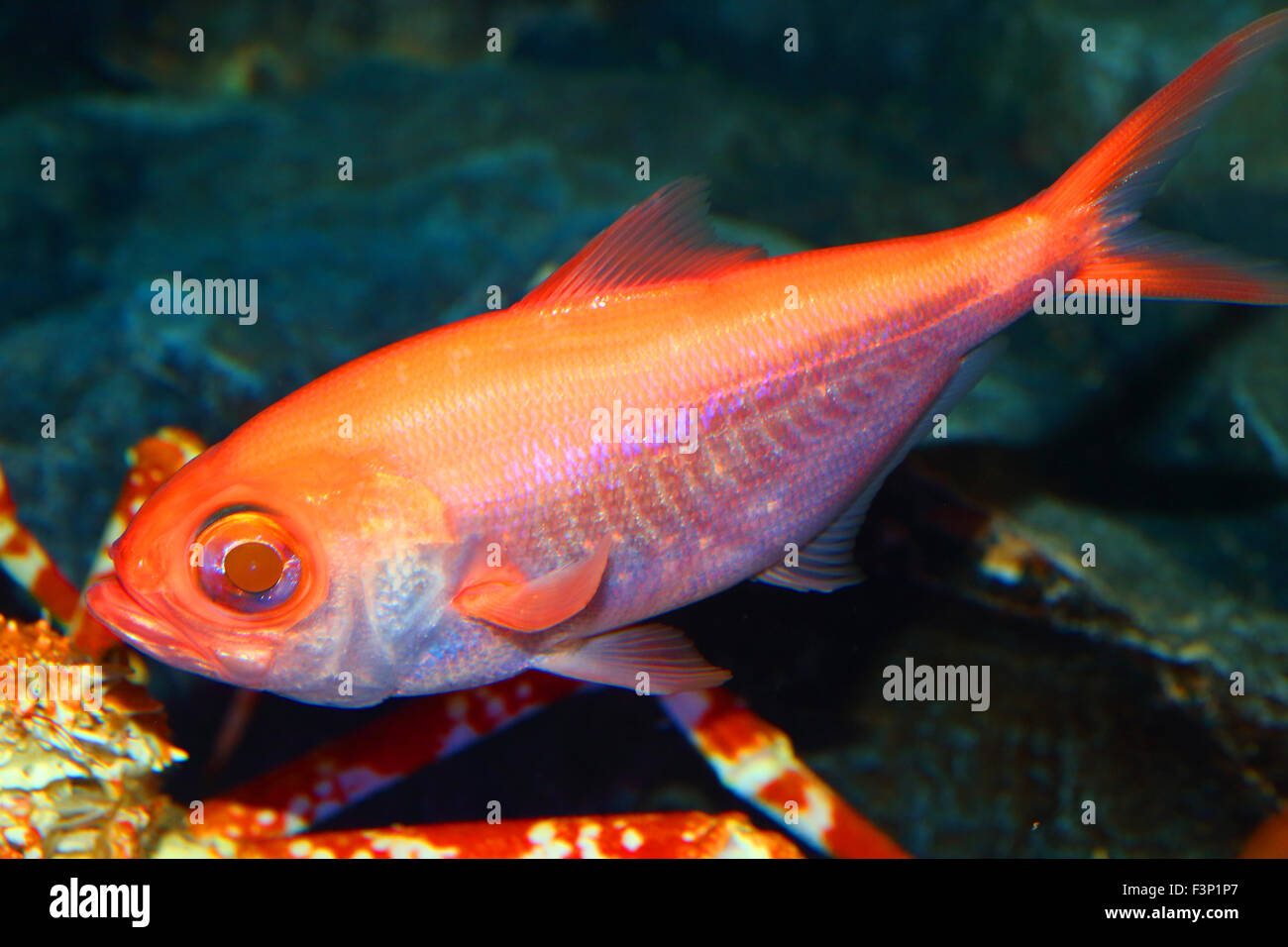 Splendid alfonsino (Beryx splendens) in Japan Stock Photo