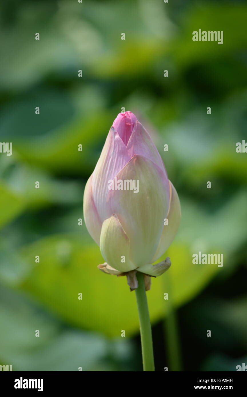Close flower bud hires stock photography