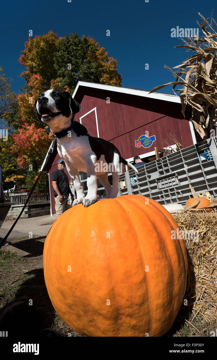 Dexter, MI, USA. 10th Oct, 2015. A lab, terrier mix named Knox poses
