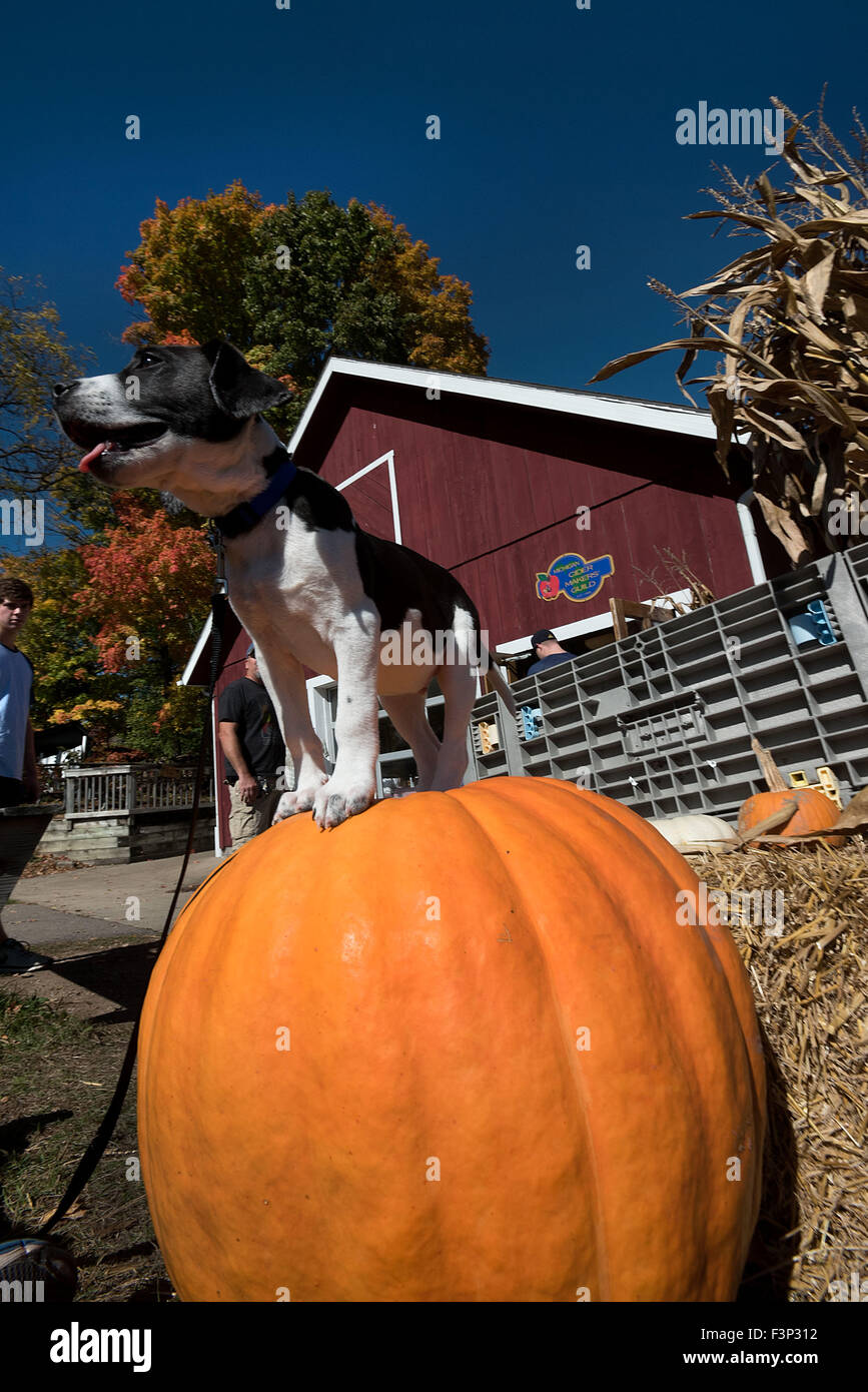 Dexter, MI, USA. 10th Oct, 2015. A lab, terrier mix named Knox poses