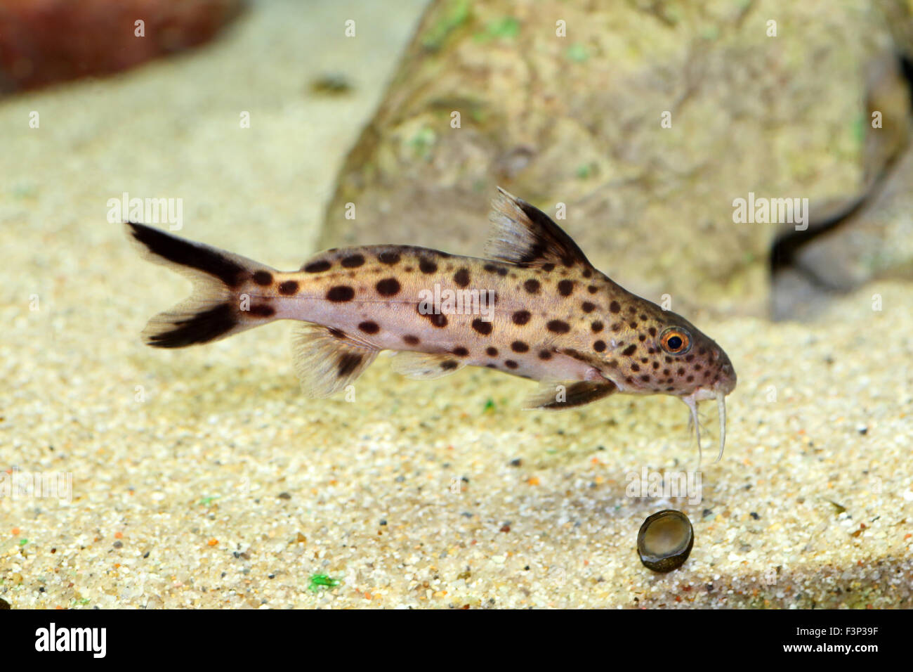Cuckoo catfish (Synodontis multipunctatus) in Lake Tanganyika Stock Photo