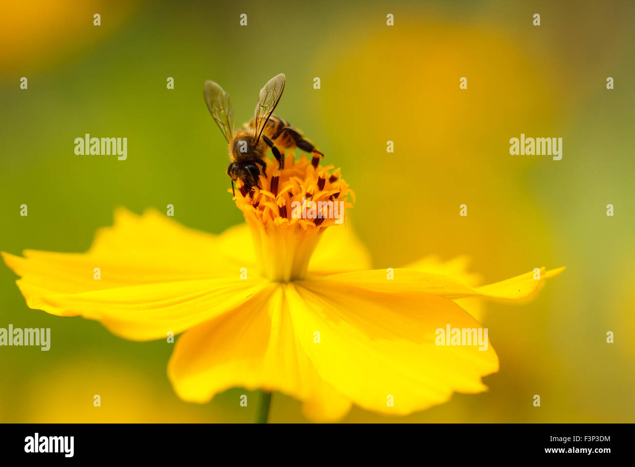Cosmos flower with bee hi-res stock photography and images - Alamy