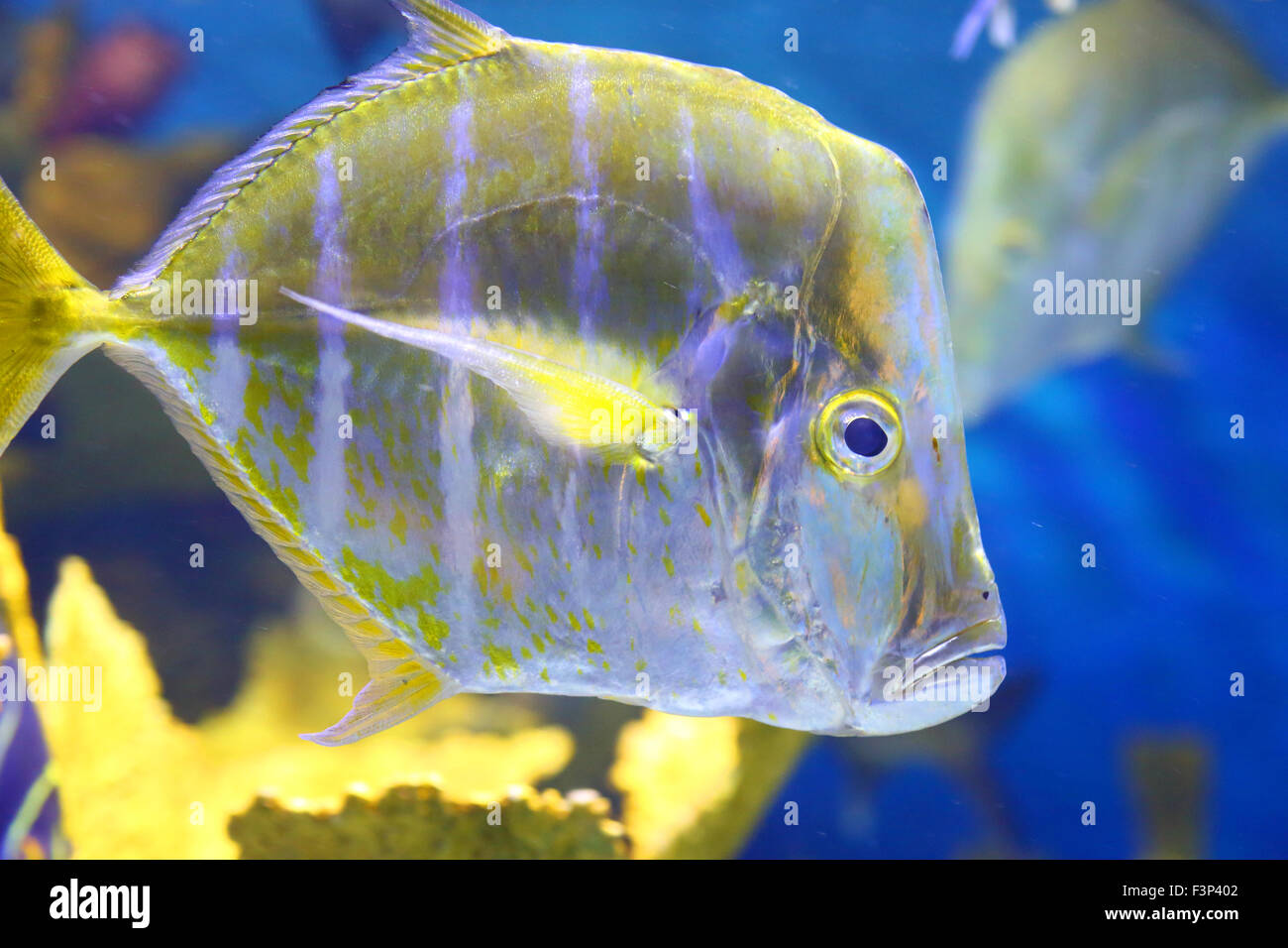 portrait of two swimming silver look-down pompano fishes in dark deep seawater Stock Photo