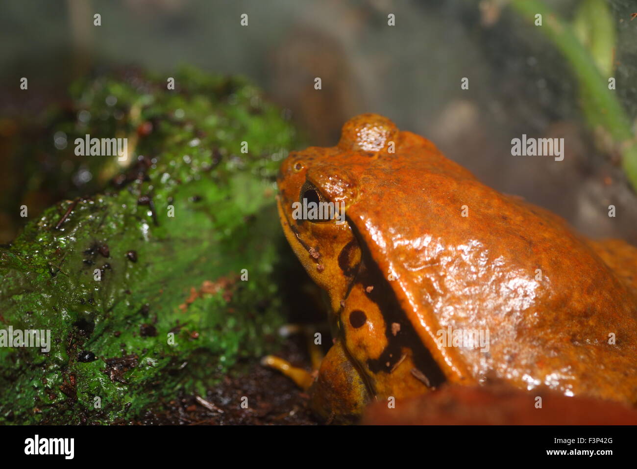 False tomato frog (Dyscophus guineti Stock Photo - Alamy