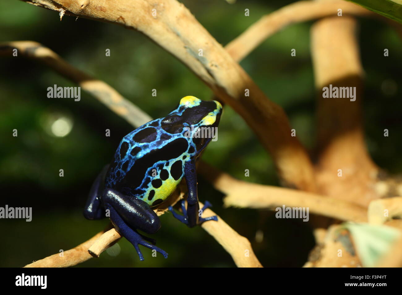 Dyeing poison dart frog (Dendrobates tinctorius) Stock Photo