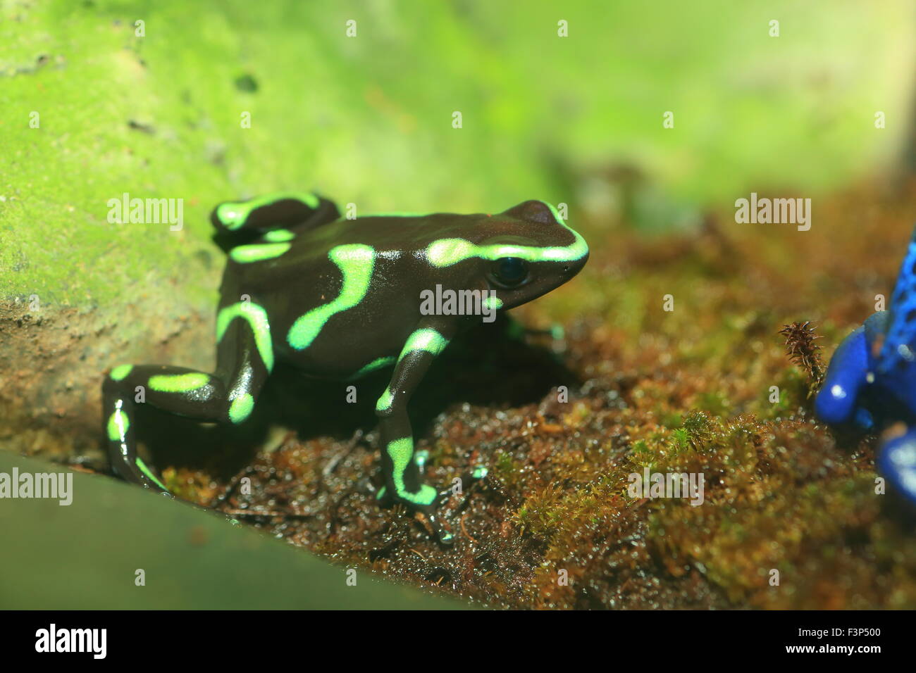 Three-striped Poison Dart Frog (Epipedobates tricolor) Stock Photo