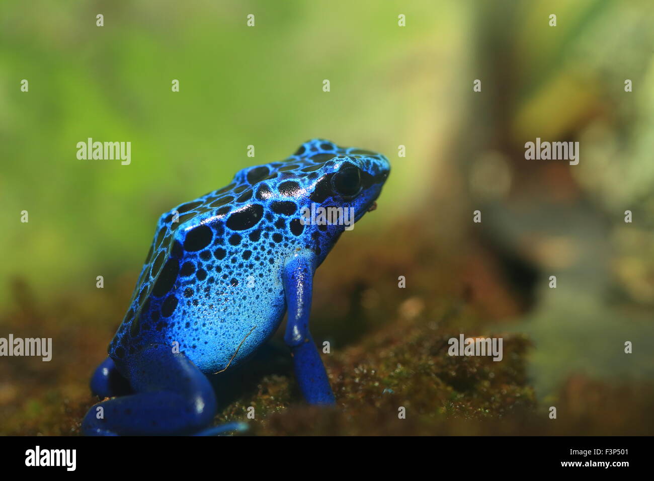 Blue Poison Dart Frog (Dendrobates azureus) in Republiek Suriname Stock Photo