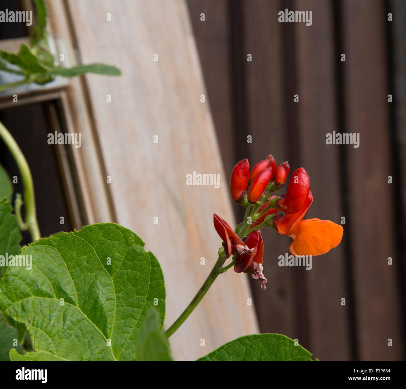 Red runner bean flowers Stock Photo Alamy