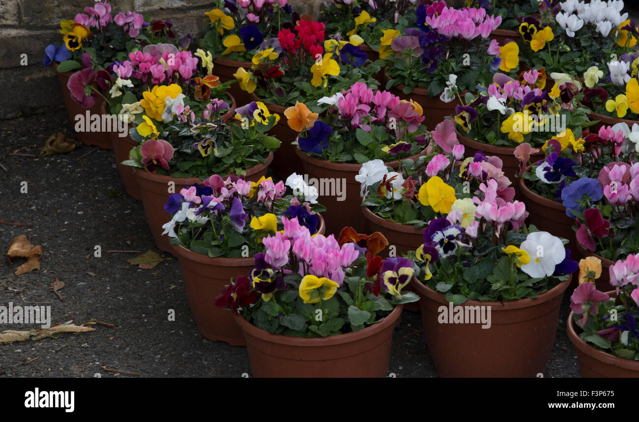 Colorful display of pots of autumn flowers at a local market Stock Photo