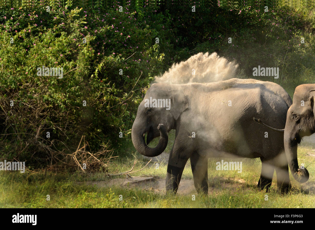 Elephant taking a dust bath Stock Photo Alamy