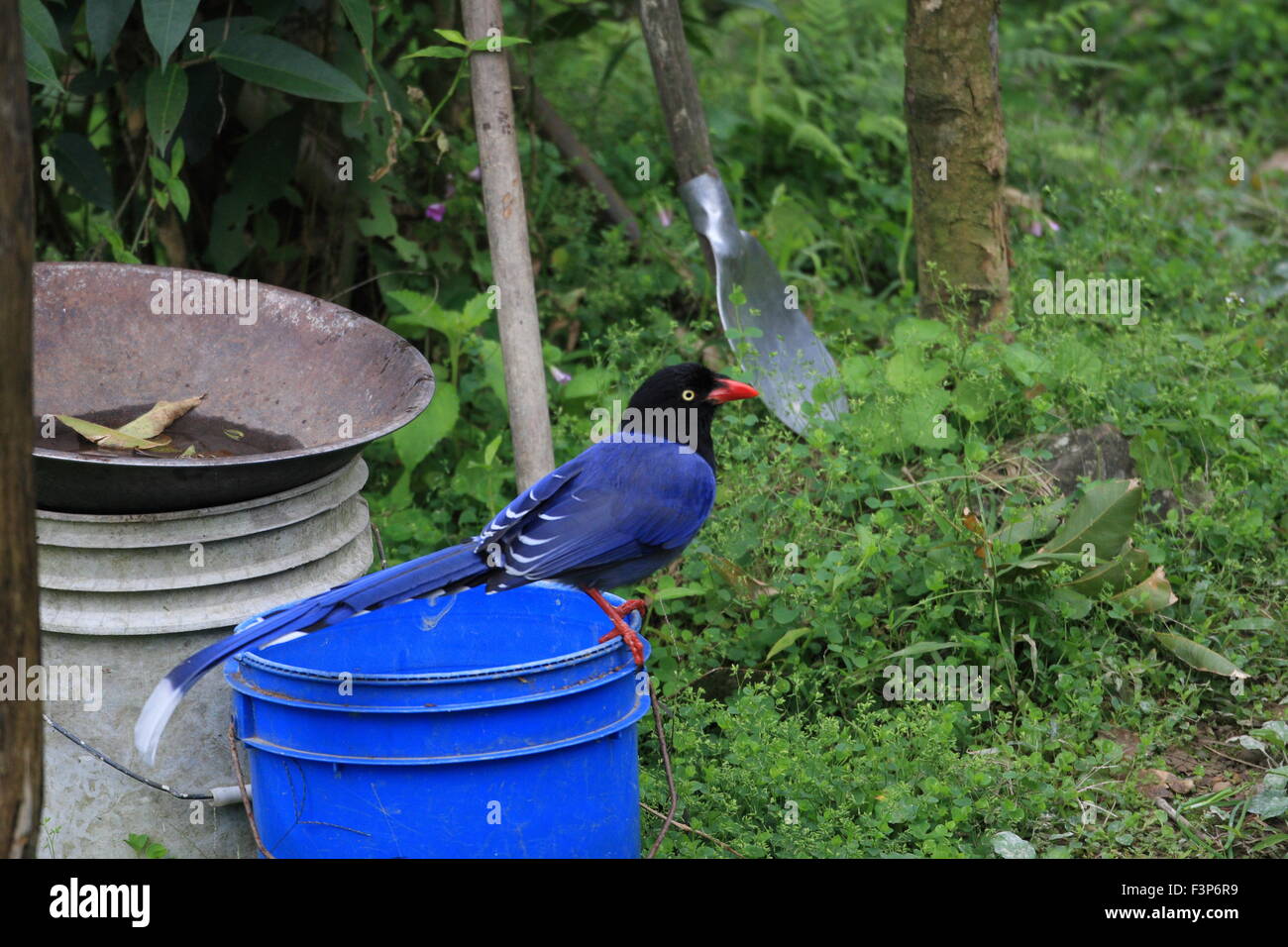 Formosan Blue Magpie or Taiwan Magpie (Urocissa caerulea) in Taiwan Stock Photo