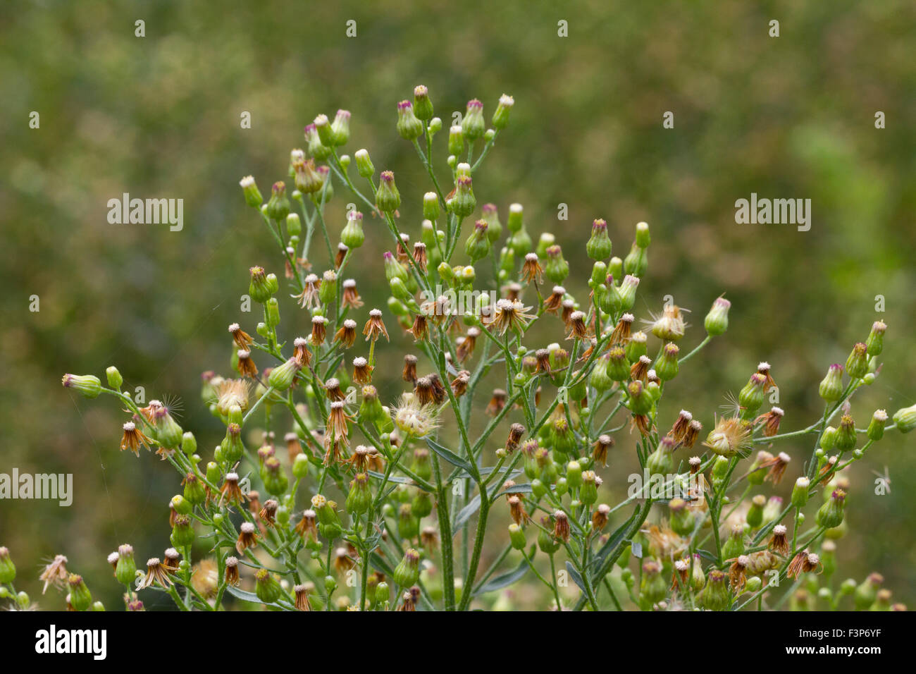 Wide spread multi headed wild flowers / weeds Stock Photo
