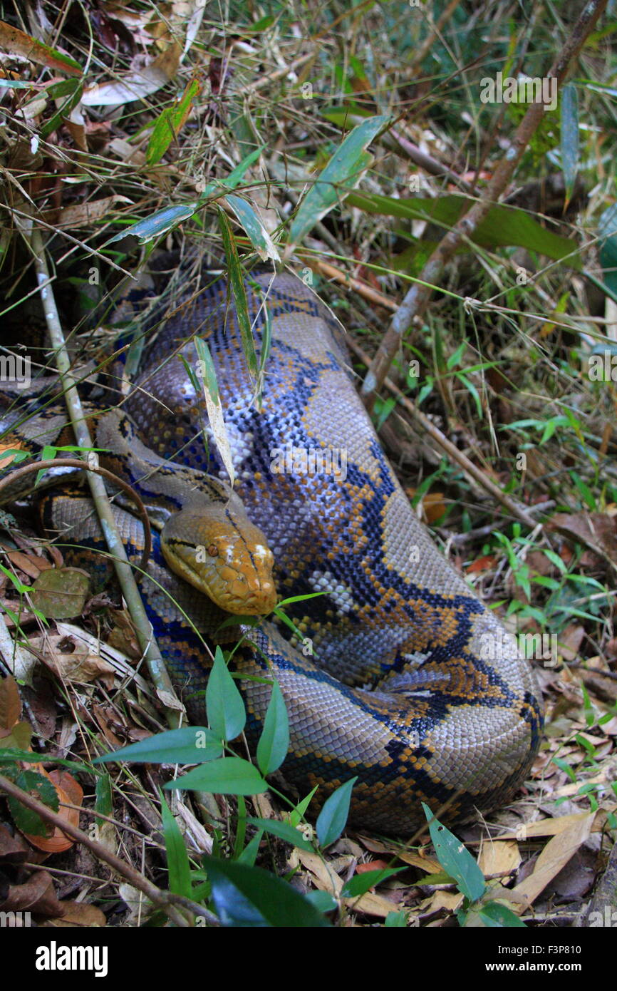 Reticulated python (Python reticulatus) in Thailand Stock Photo - Alamy