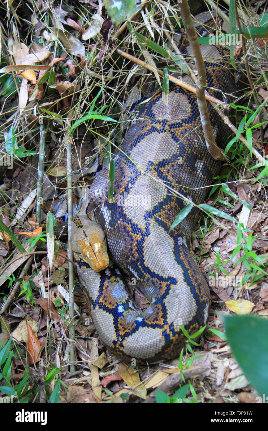 Reticulated python hi-res stock photography and images - Alamy
