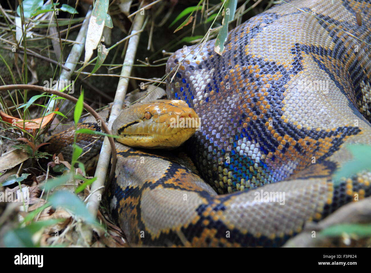 Reticulated python (Python reticulatus) in Thailand Stock Photo - Alamy
