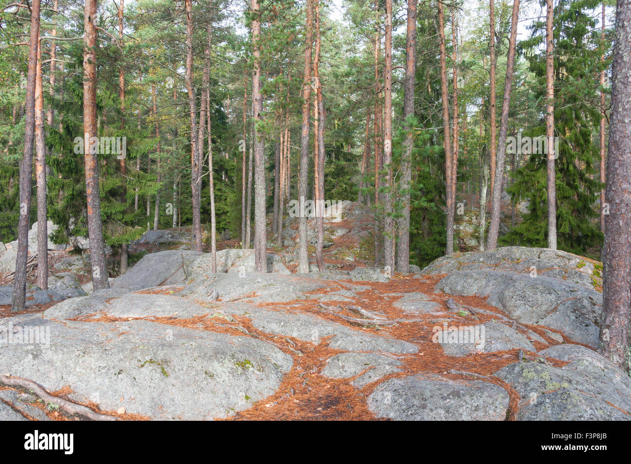 Pine tree forest grow on top of a cliff, ground full of needles Stock Photo