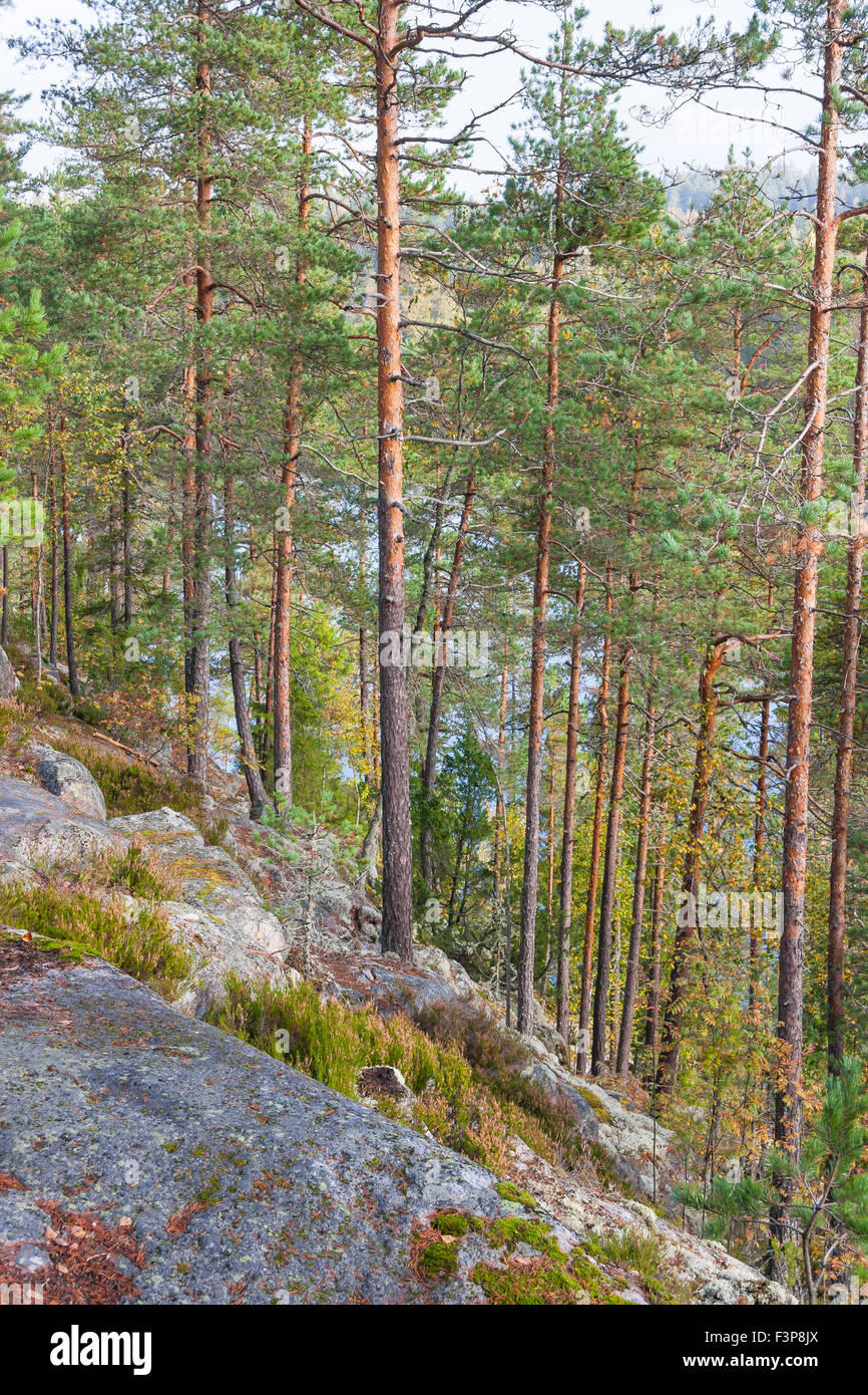 Tall pine trees grown on rocks or cliffs Stock Photo - Alamy